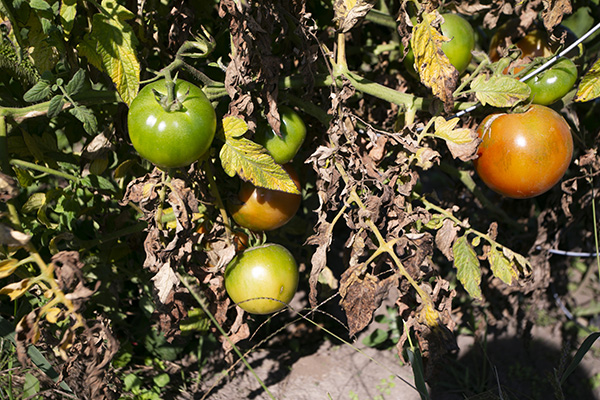 A fully mature tomato vine is seen with blight