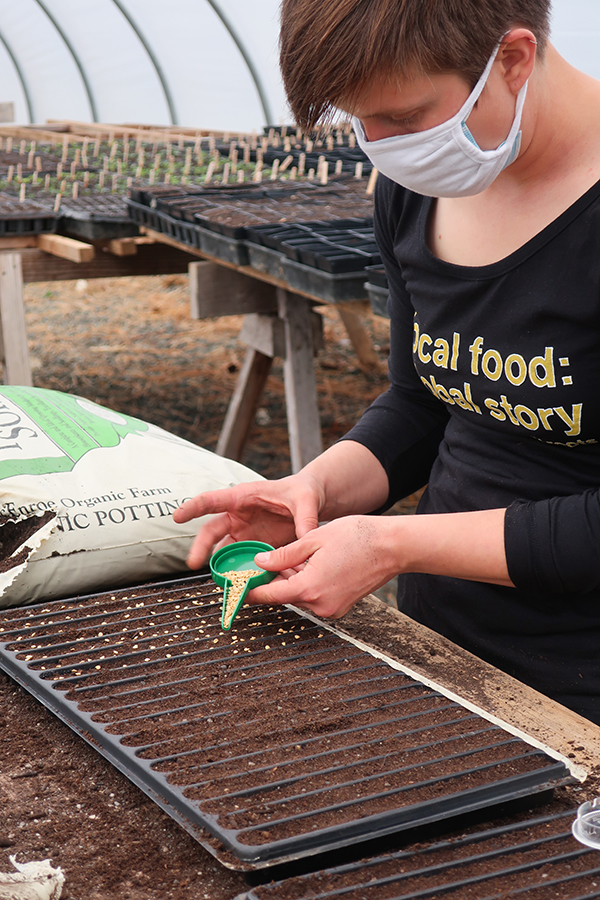 Planting a slot tray in a greenhouse.