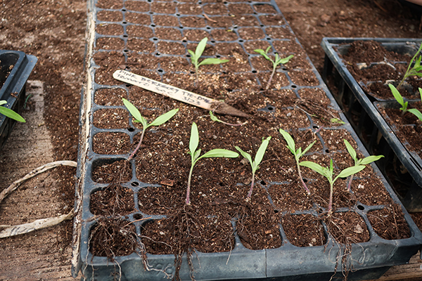 Potting up in greenhouse, plants with roots visible