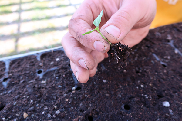 Potting up in greenhouse
