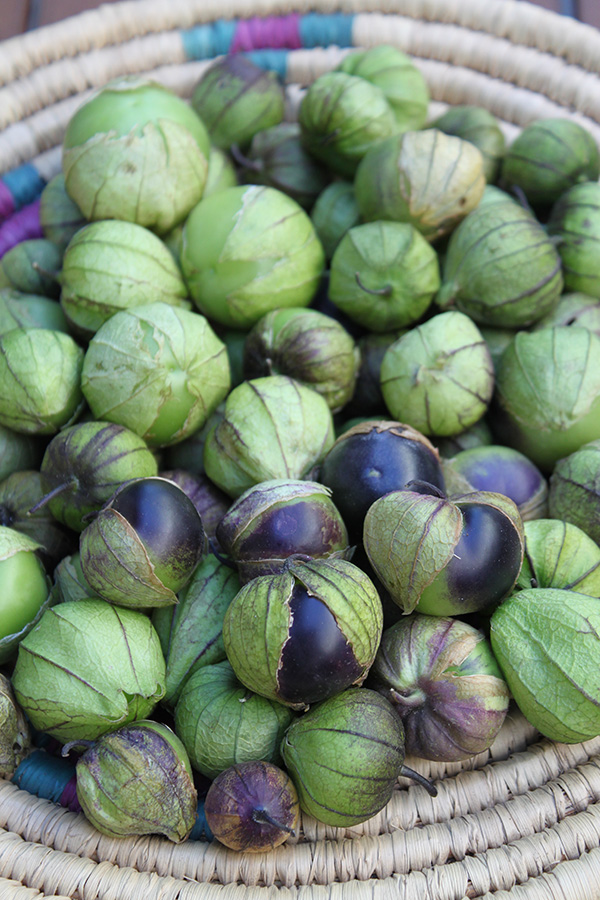 Many Purple Tomatillos with green husks in a basket.