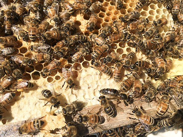 Queen Bee in a hive