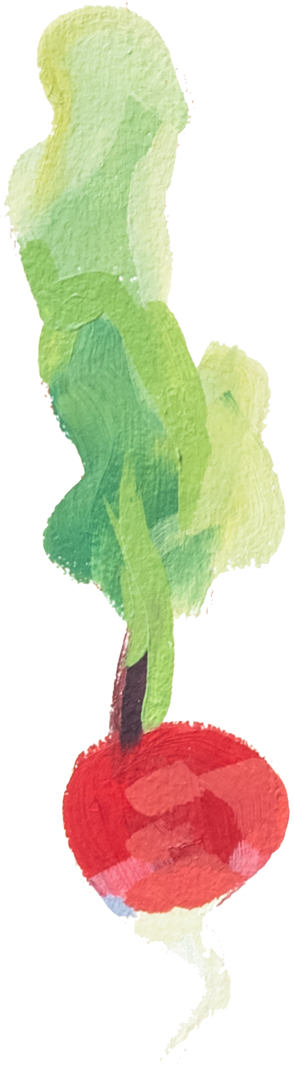 A red radish with a white root and greens attatched.