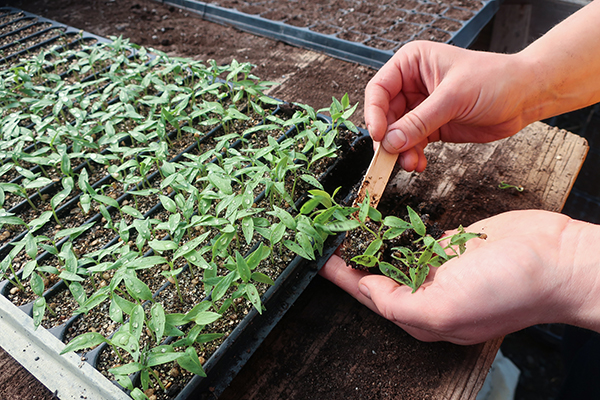 Removing plants from slot trays