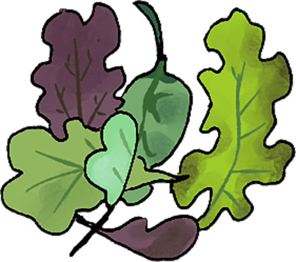 Small digital graphic of several leaves of lettuces, green and purple.