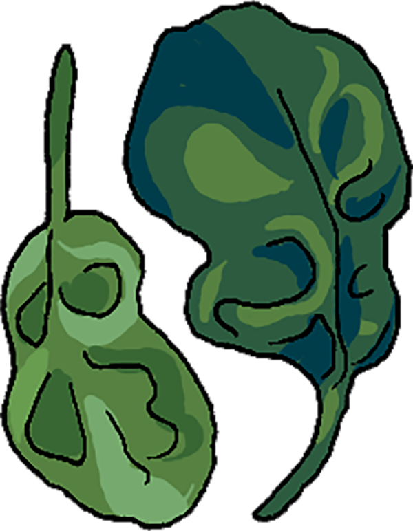 Small digital graphic of two dark green spinach leaves.