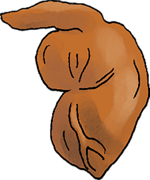 Small digital graphic of a brown-orange sweet poato.