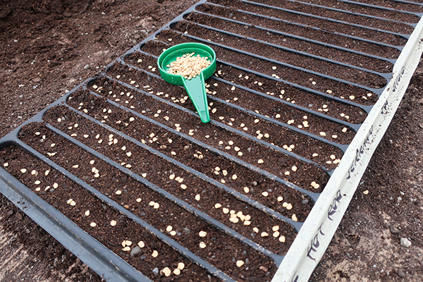 Seed Dial Tool