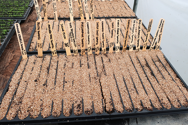 Slot Trays with Plant Labels