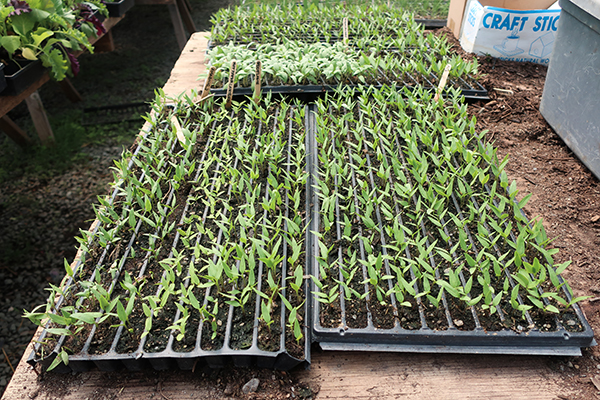 Slot trays full of pepper plants