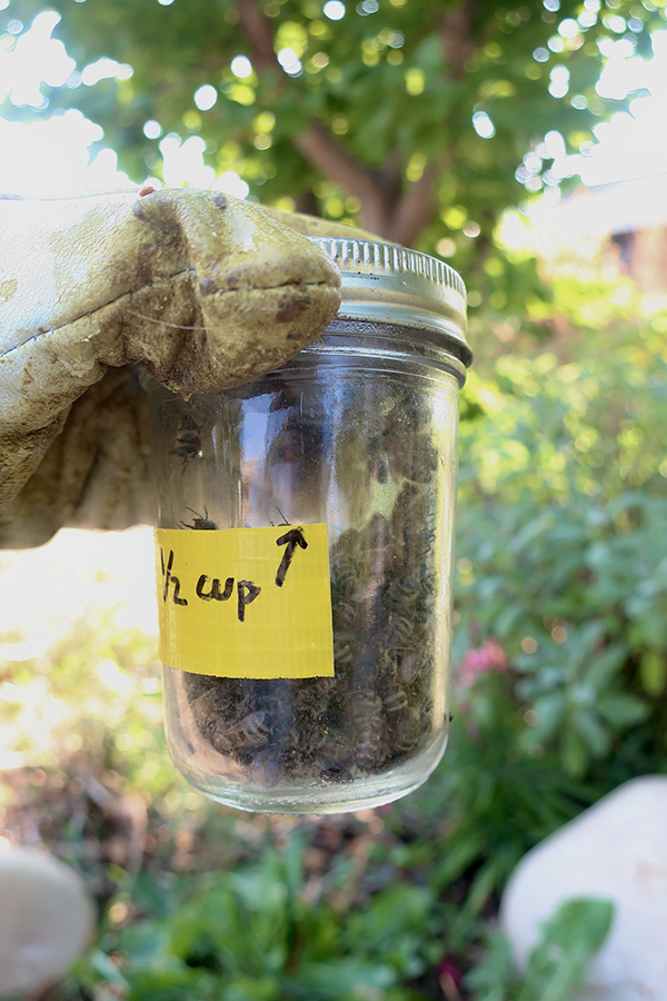 Sugar Shake Mite Test for Bees - Half cup of bees