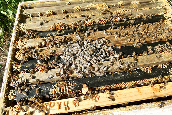 Sugar Shake Mite Test for Bees - Return sugared bees to hive