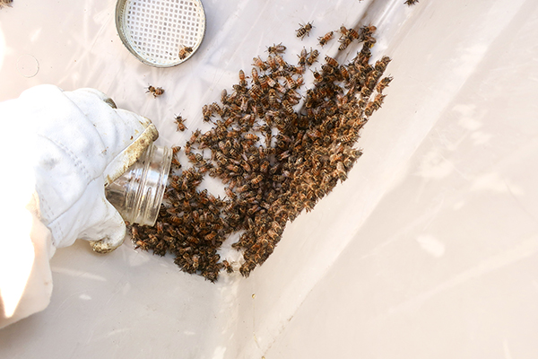 Sugar Shake Mite Test for Bees – Scoop bees