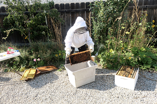 Sugar Shake Mite Test for Bees – Shake frame into container
