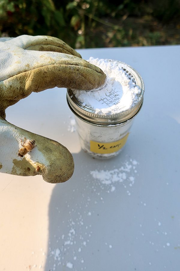 Sugar Shake Mite Test for Bees – add sugar