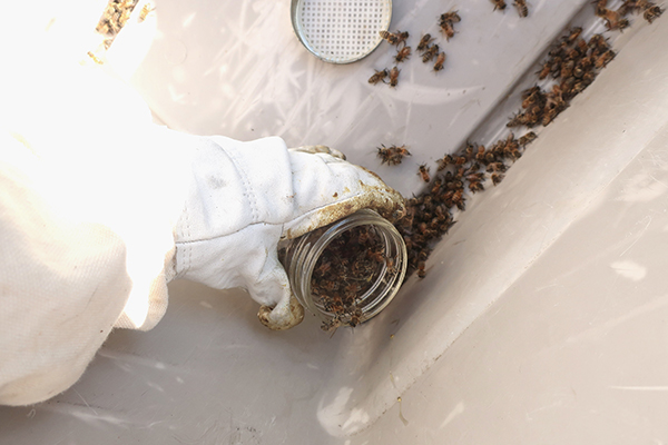 Sugar Shake Mite Test for Bees – scoop one half cup of bees