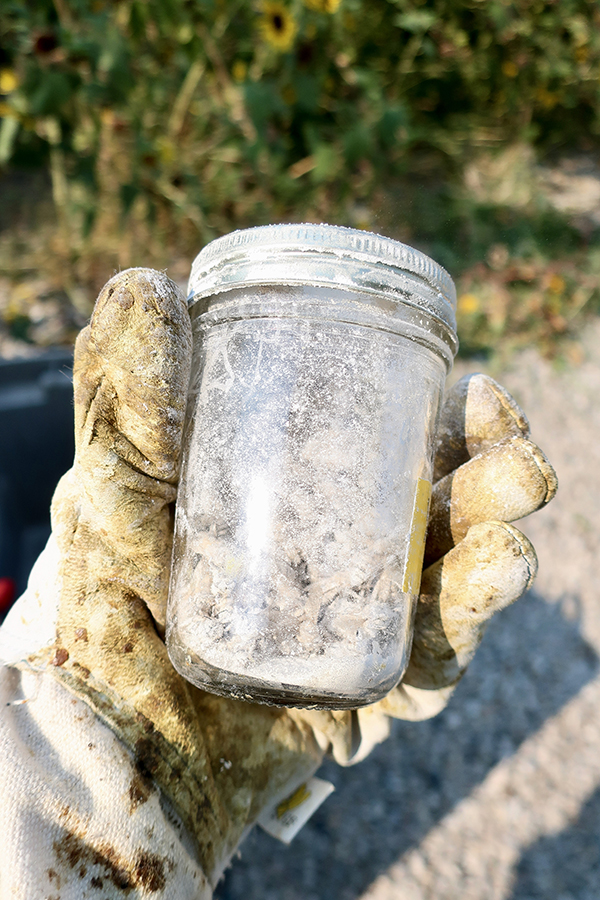Sugar Shake Mite Test for Bees