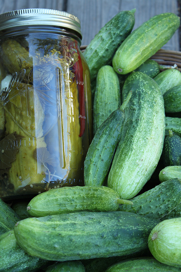 Fresh Sumter Pickling Cucumbers around a quart jar of pickles.