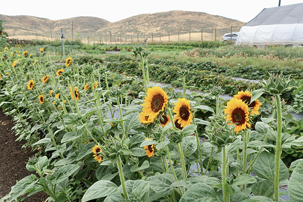 Sunflowers in Field