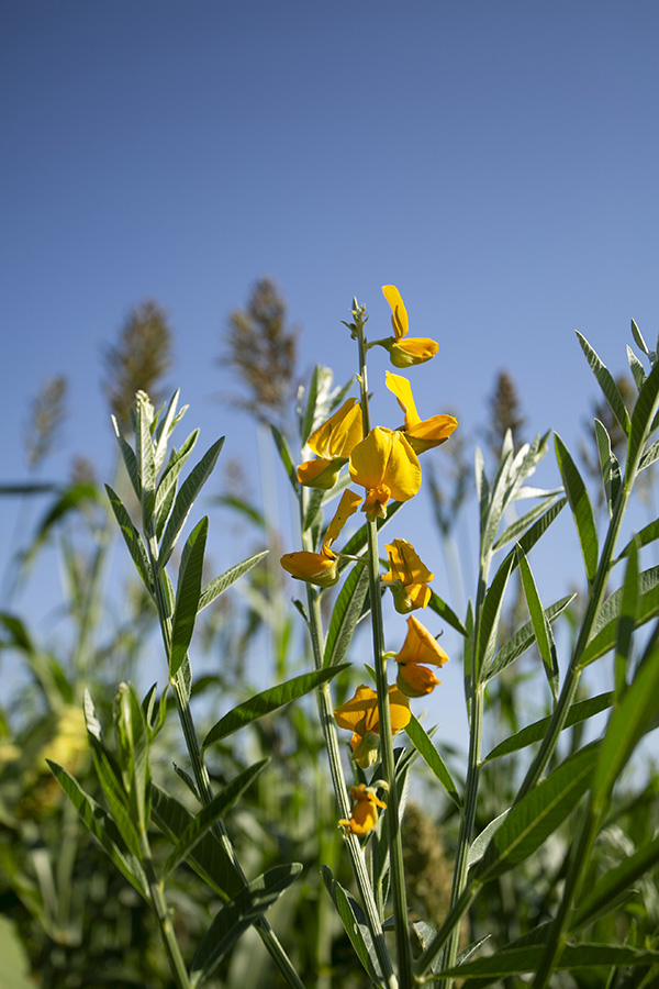 Photo of a cover crop with yellow flowers against a clear blue sky.