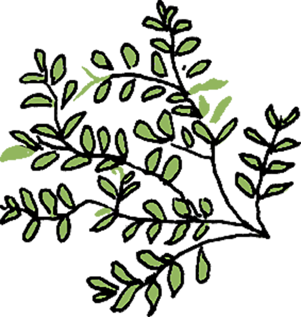 Small digital graphic of a sprig of thyme, with many small leaves.