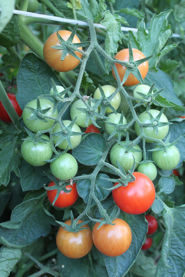 Cherry Tomato Truss on Vine