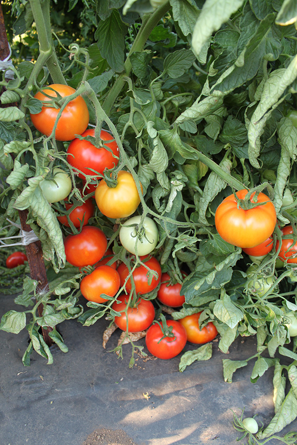 Ripe Tomato Cluster on Vine