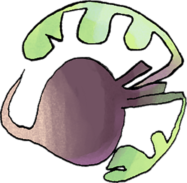 Small digital graphic of a purple turnip with light green stems.