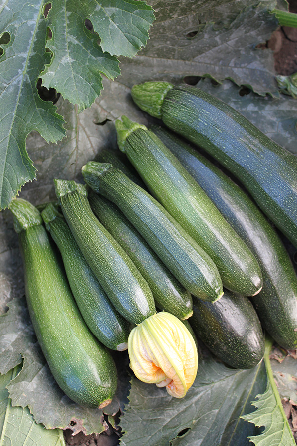 Many glossy green Dundoo zucchini summer squash fanned out on fresh green plant leaves with a fresh flower. Wide shot.