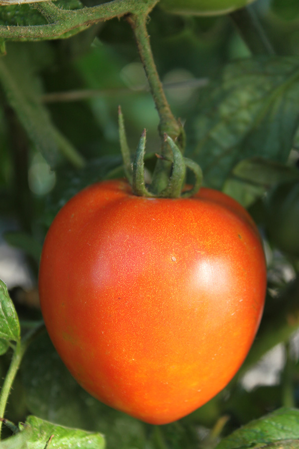 Closeup of one glossy red ripe Roma tomato fruit on the vine.