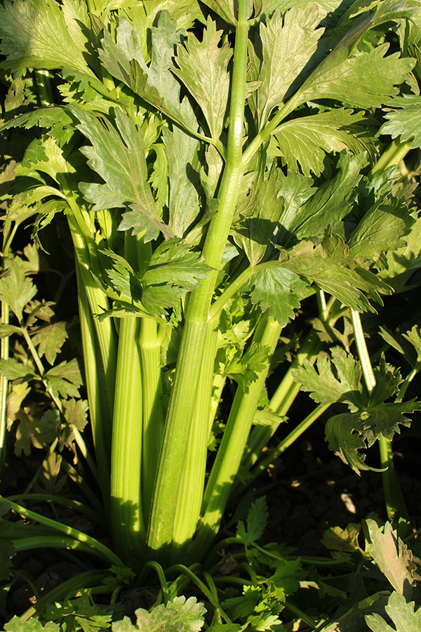 Tango Celery growing in the field close-up.