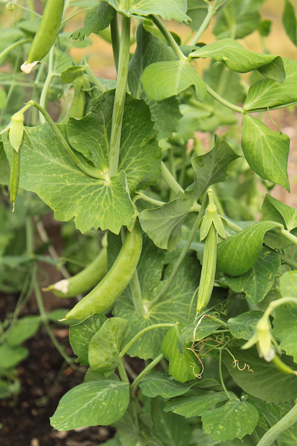 Sugar Snap Peas on the vine.
