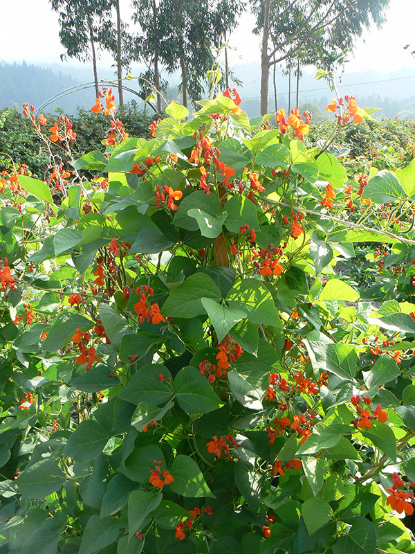 Red Scarlet Runner Bean flowers on climbing vine on a pole.