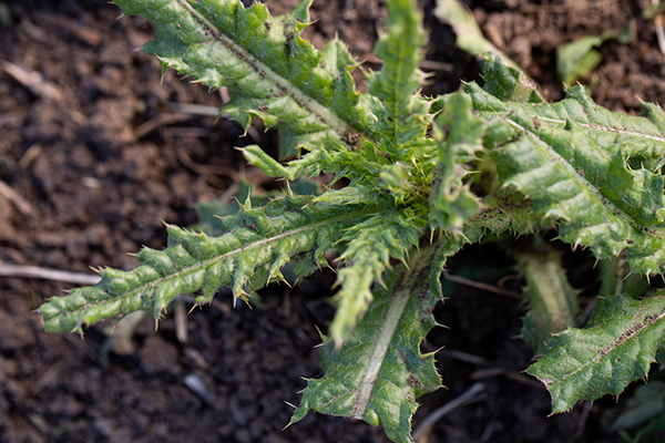 Detail of Thistle Leaves