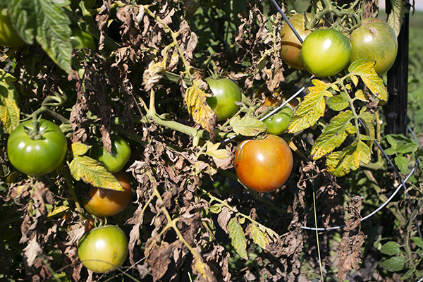 Effects of Disease on Tomato Vine