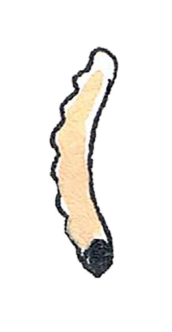 A small vine borer worm
