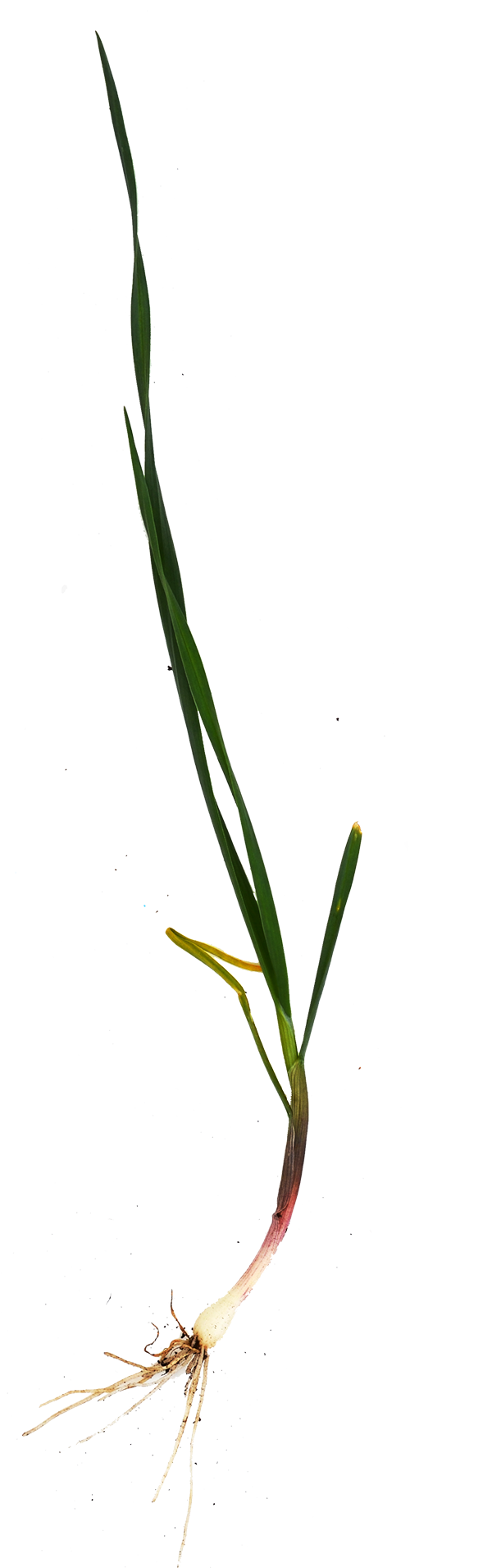 Wild Garlic Spring Onion