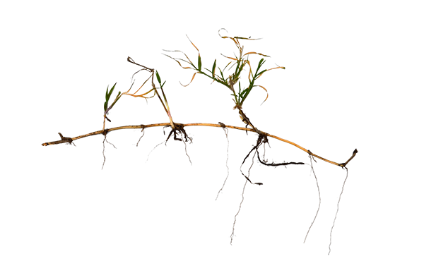 Bermuda Grass Adult. Photo of a common weed, no background.