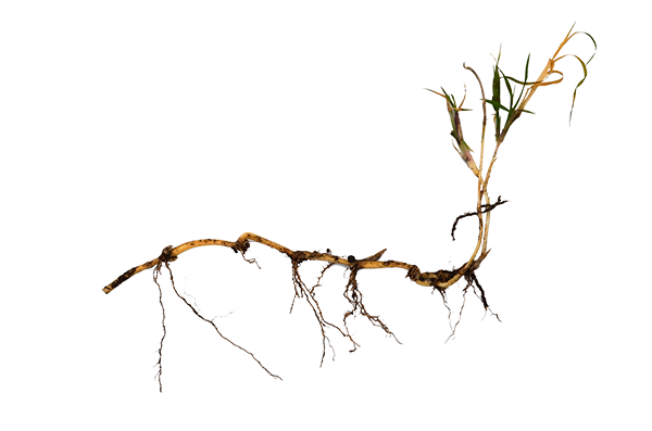Bermuda Grass Juvenile. Photo of a common weed, no background.