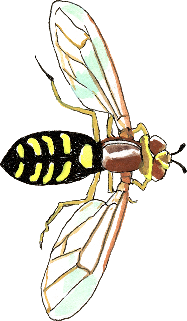 A high definition painting of a hoverfly pointing right.