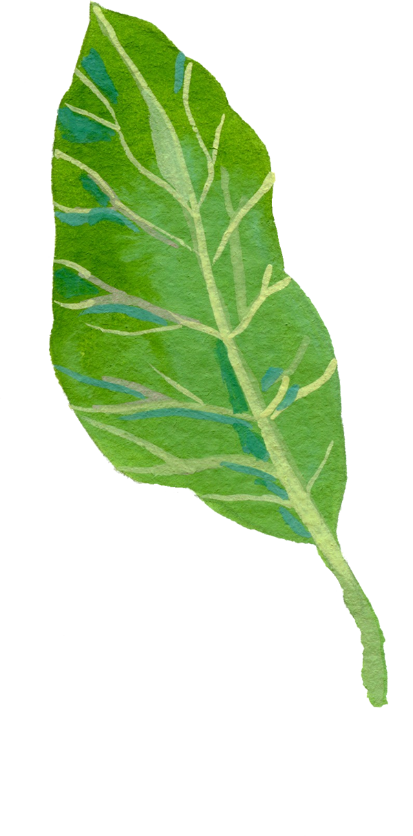 A single green leaf with visible veins.