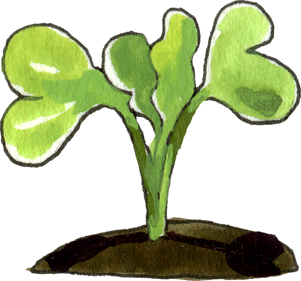 A lettuce seedling with two true leaves and two cotyledons.