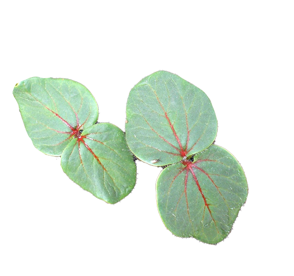 Okra Seedling
