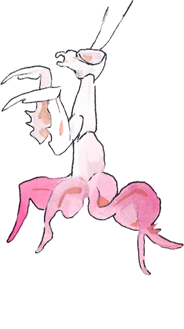 A pink flower praying mantis facing left.