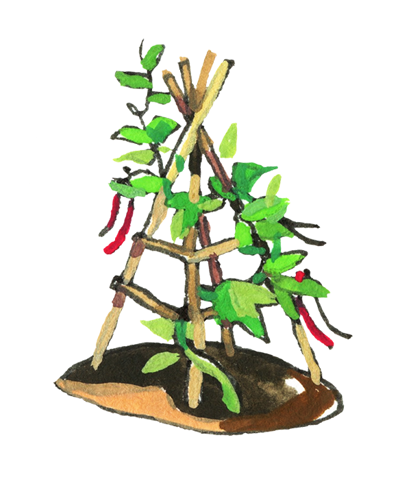 A bambo trellis with beans growing around it.