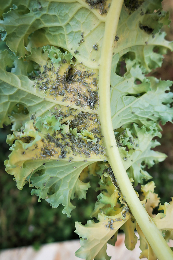 A group of aphids on a piece of withered kale.