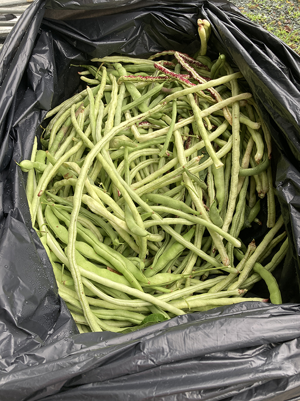 Long Beans Harvested in Box