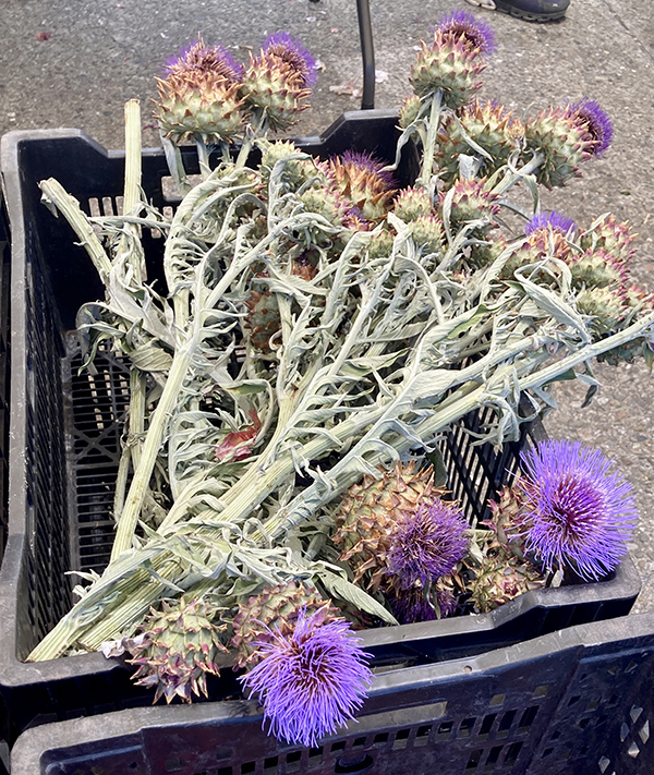 Cardoon Flower Stems for Sale at Farmers Market