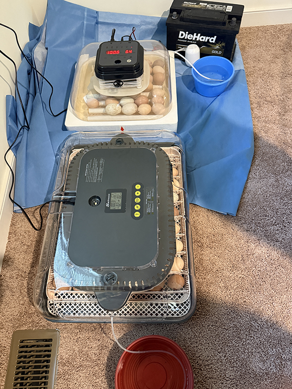 Egg Incubators DIY Chicken Hatching