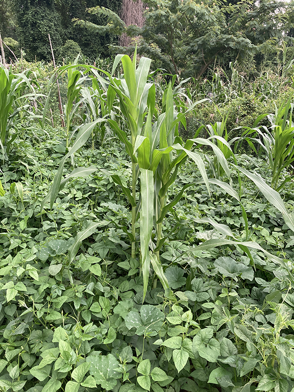 Corn Beans Squash Three Sisters Planting